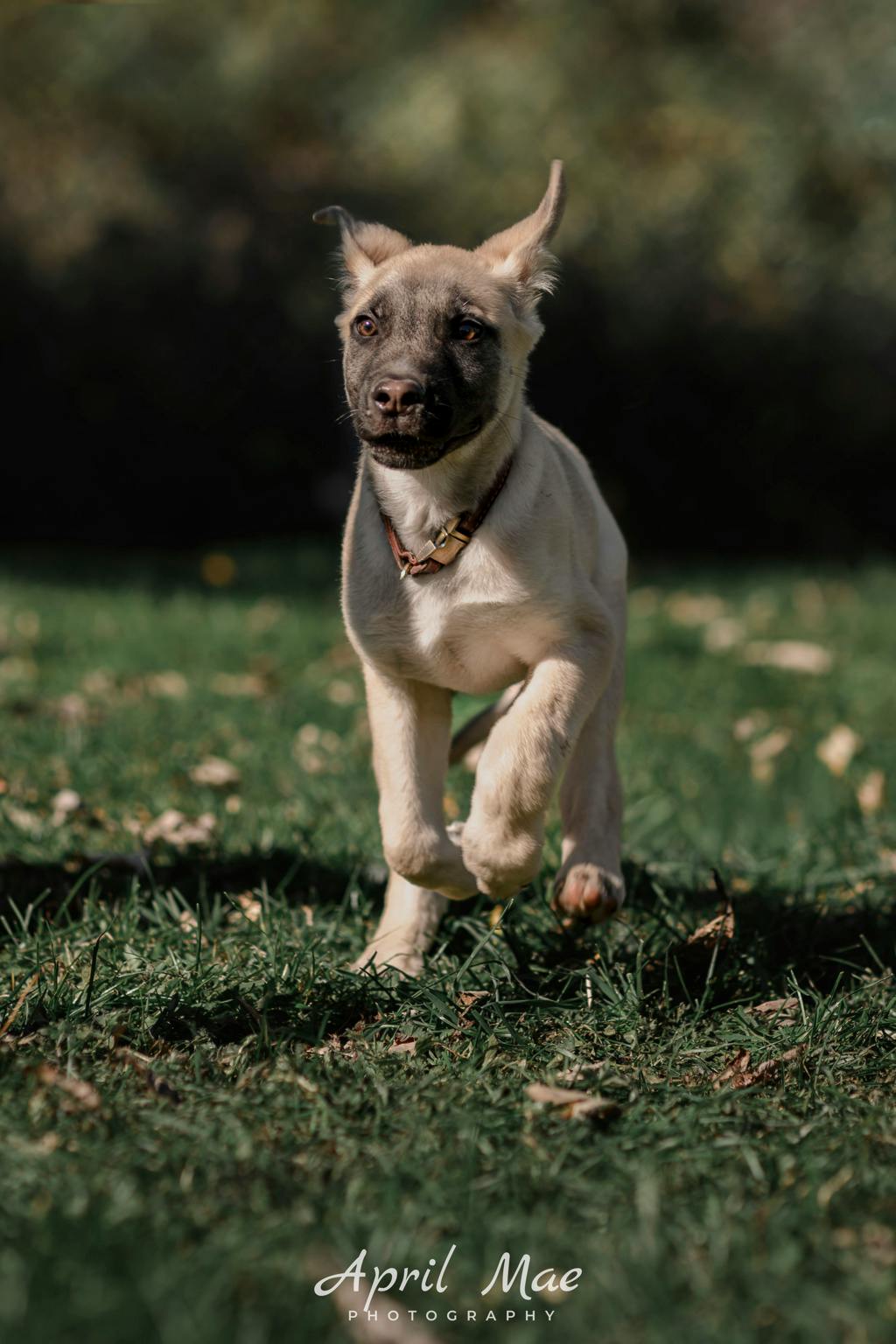 Percy(fta), a 3 months old Tan Male Husky Mixed Puppy