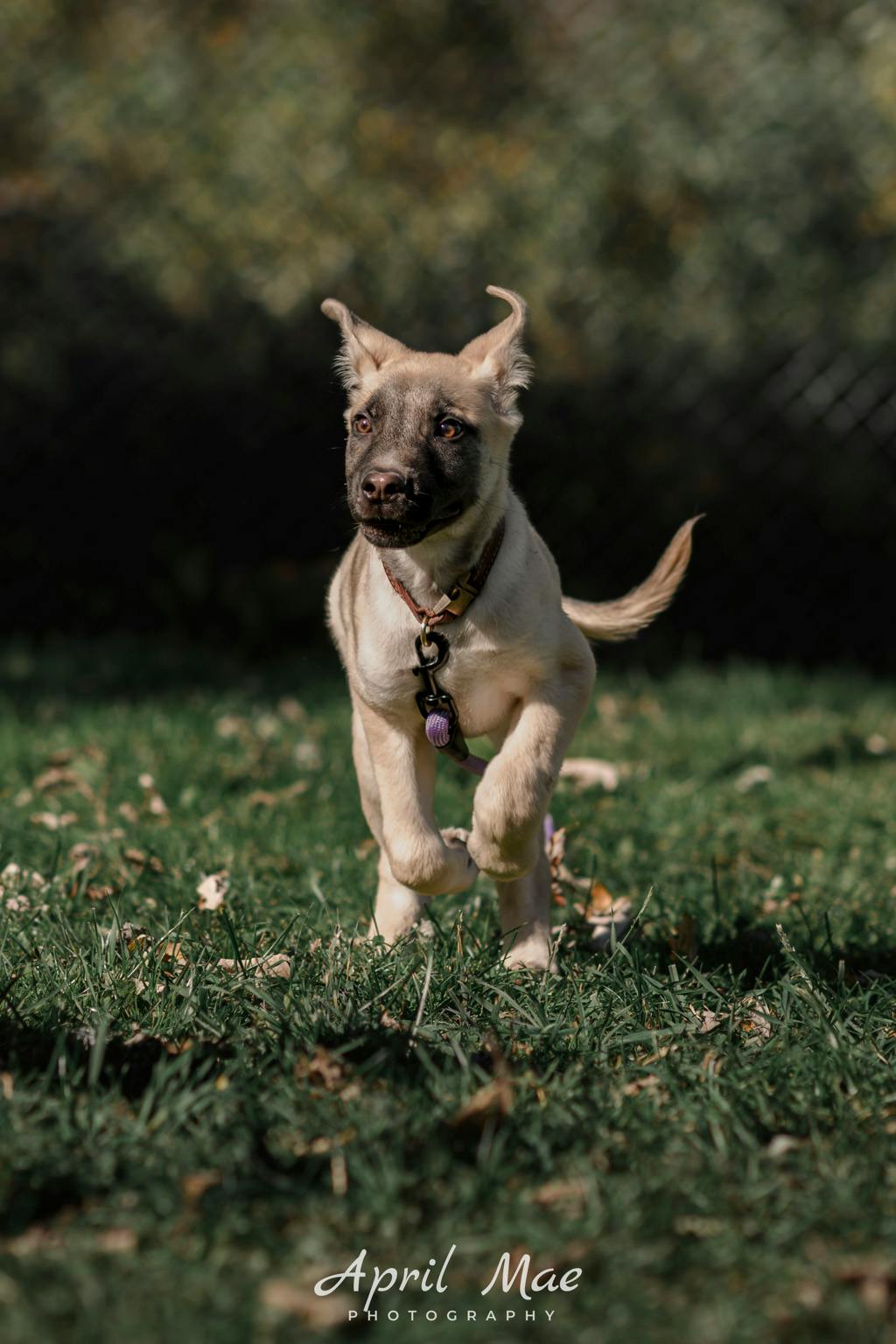 Percy(fta), a 3 months old Tan Male Husky Mixed Puppy