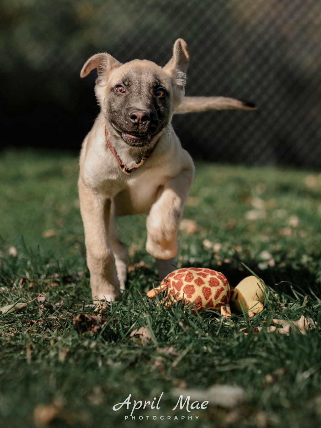 Percy(fta), a 3 months old Tan Male Husky Mixed Puppy