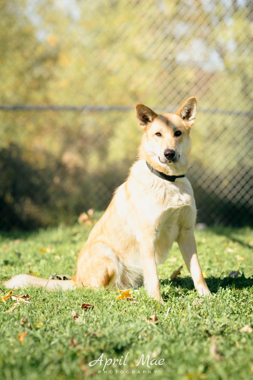 Stacey, a 1 year and 7 months old Tan Female Shepherd Dog