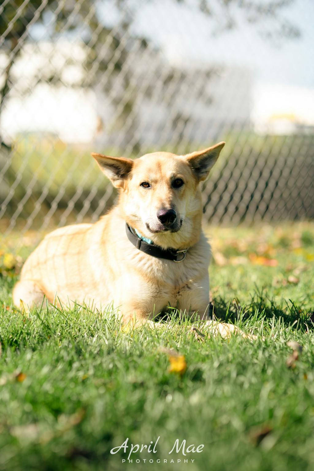Stacey, a 1 year and 7 months old Tan Female Shepherd Dog