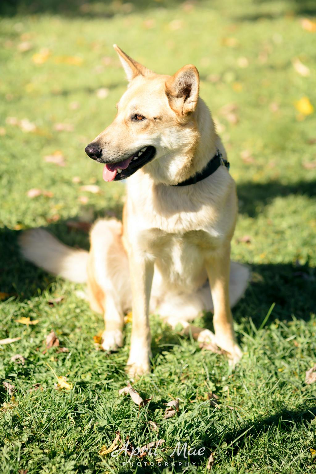 Stacey, a 1 year and 7 months old Tan Female Shepherd Dog