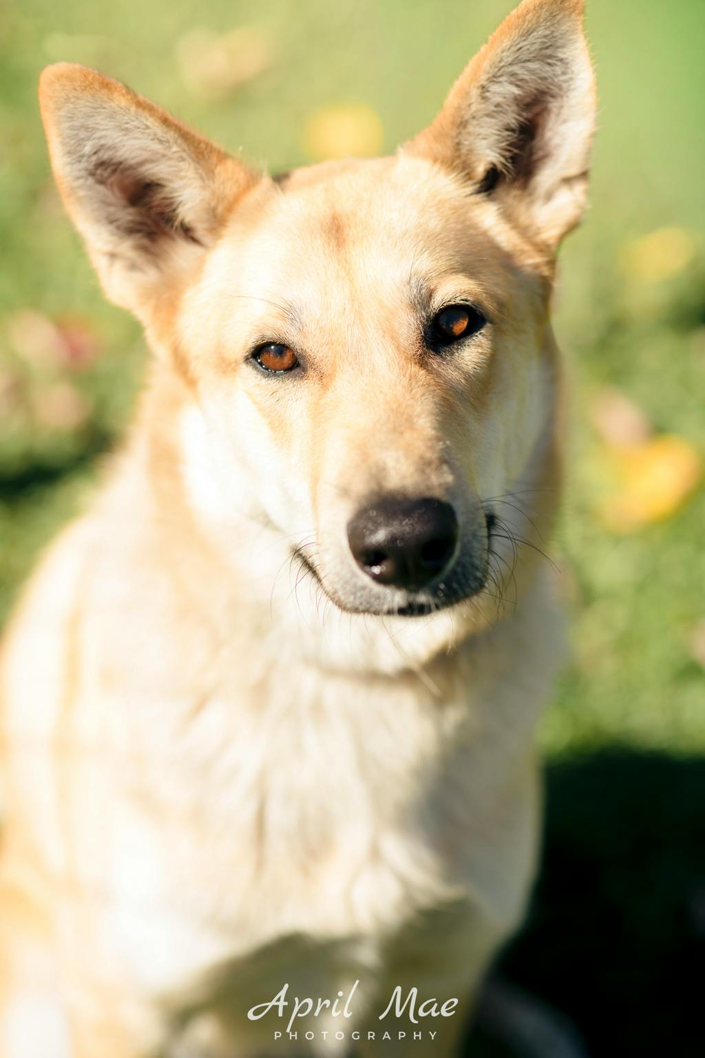Stacey, a 1 year and 7 months old Tan Female Shepherd Dog