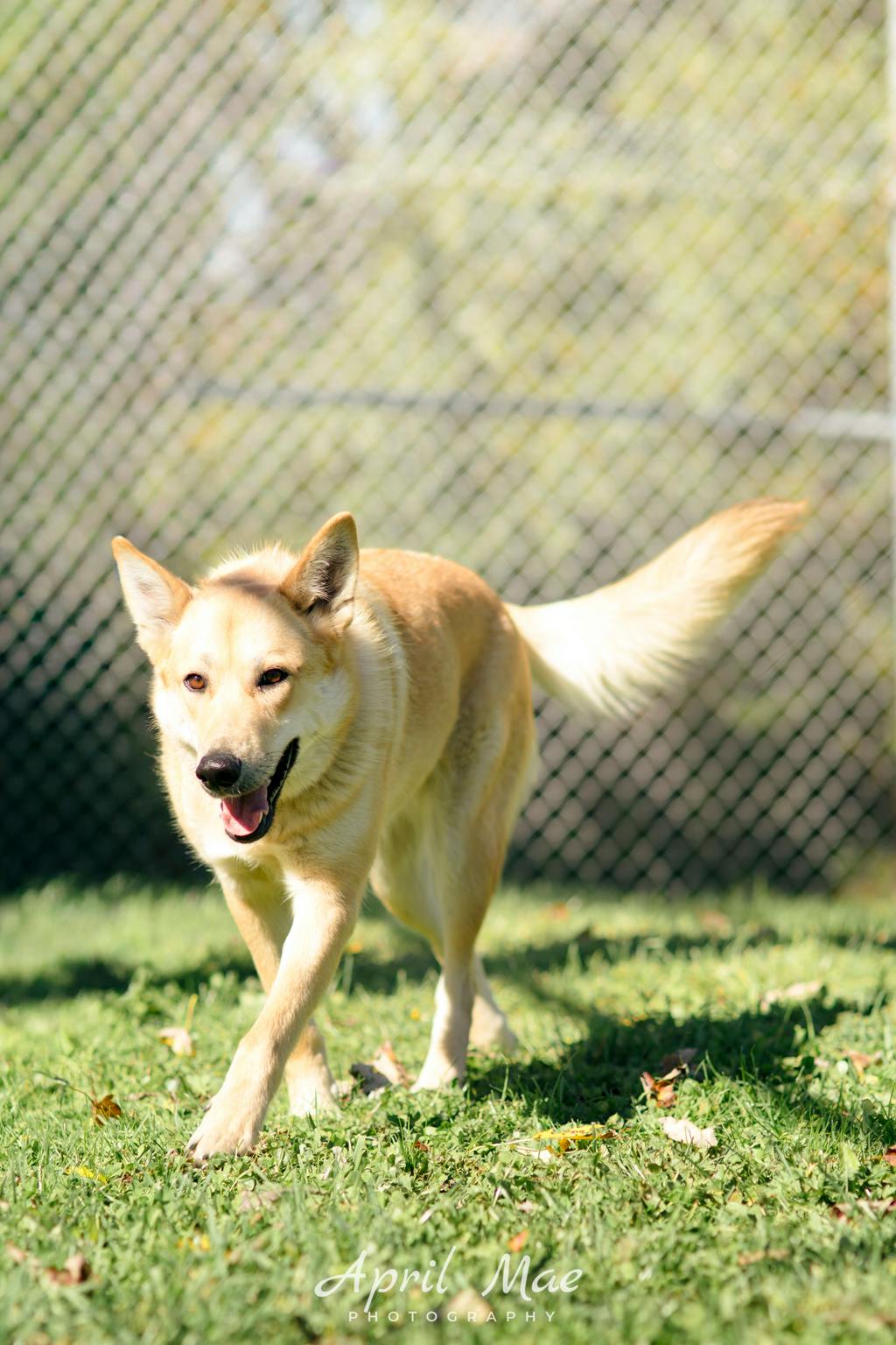 Stacey, a 1 year and 7 months old Tan Female Shepherd Dog