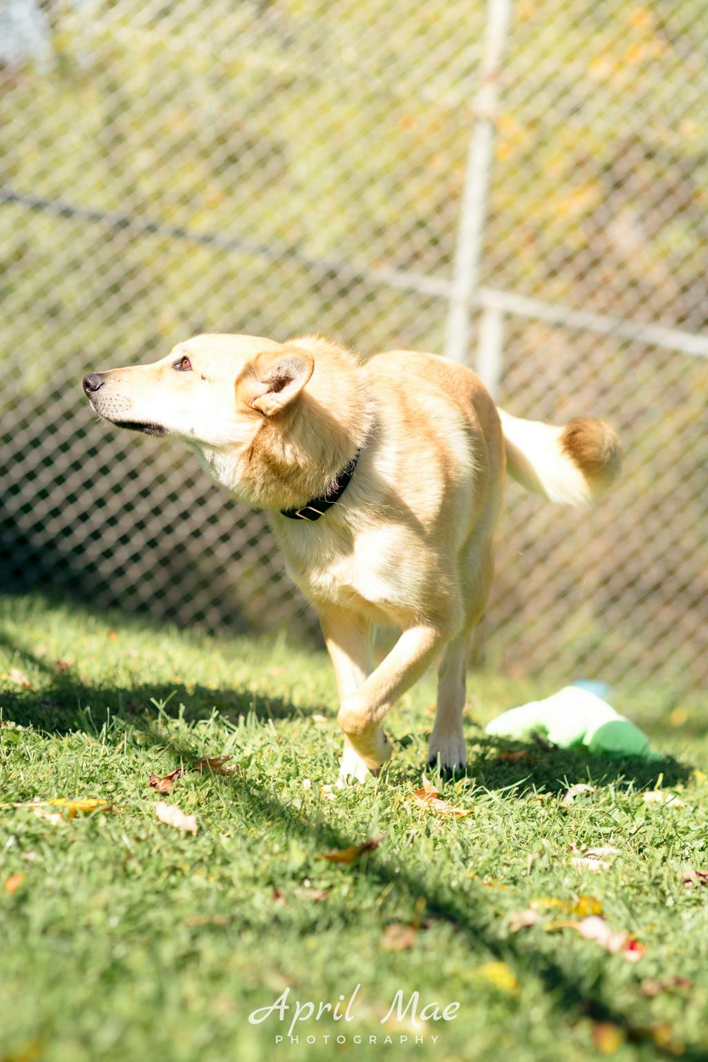 Stacey, a 1 year and 7 months old Tan Female Shepherd Dog