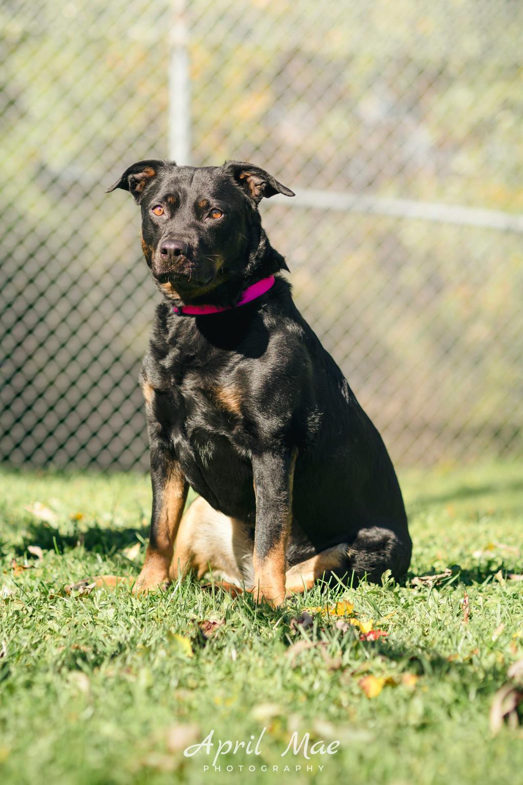 Moon, a 6 years old Black Female Rottweiler Dog