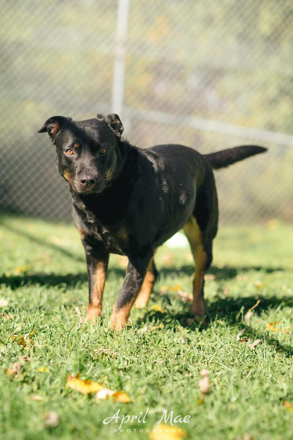 Moon, a 6 years old Black Female Rottweiler Dog