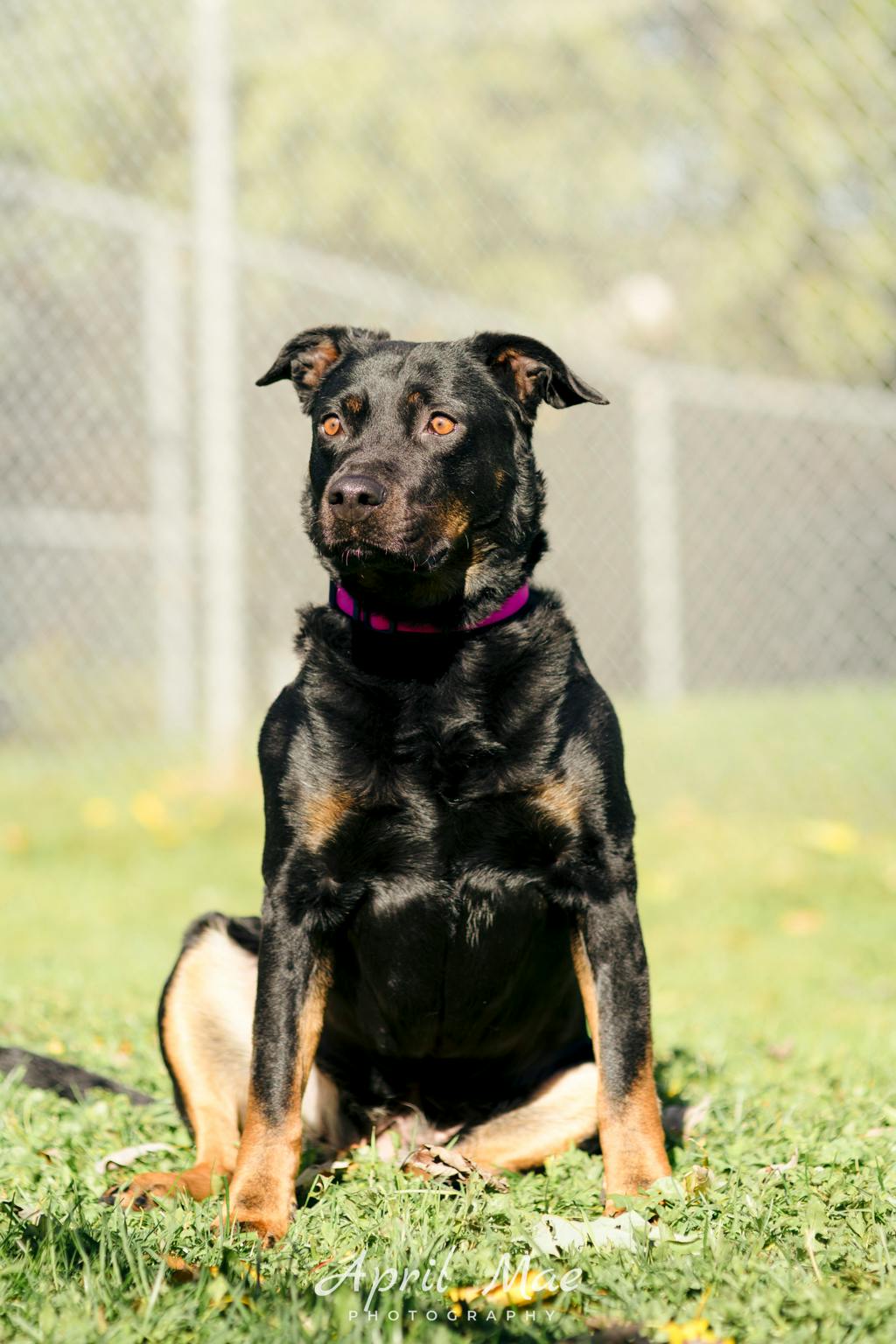 Moon, a 6 years old Black Female Rottweiler Dog