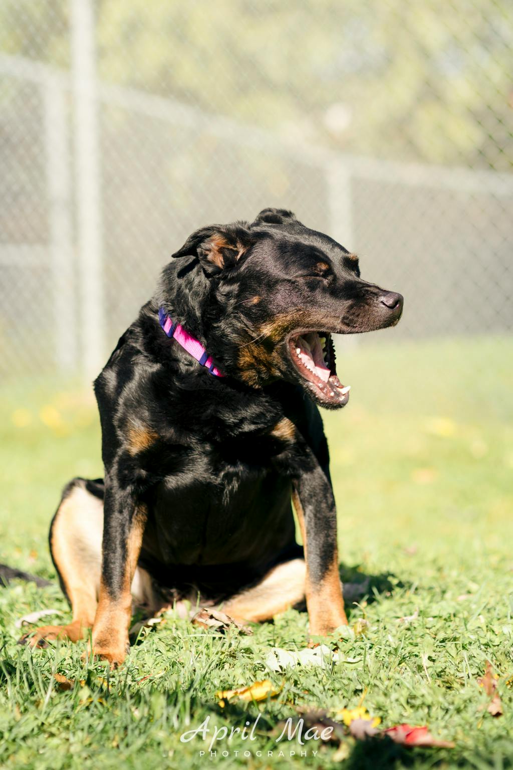 Moon, a 6 years old Black Female Rottweiler Dog
