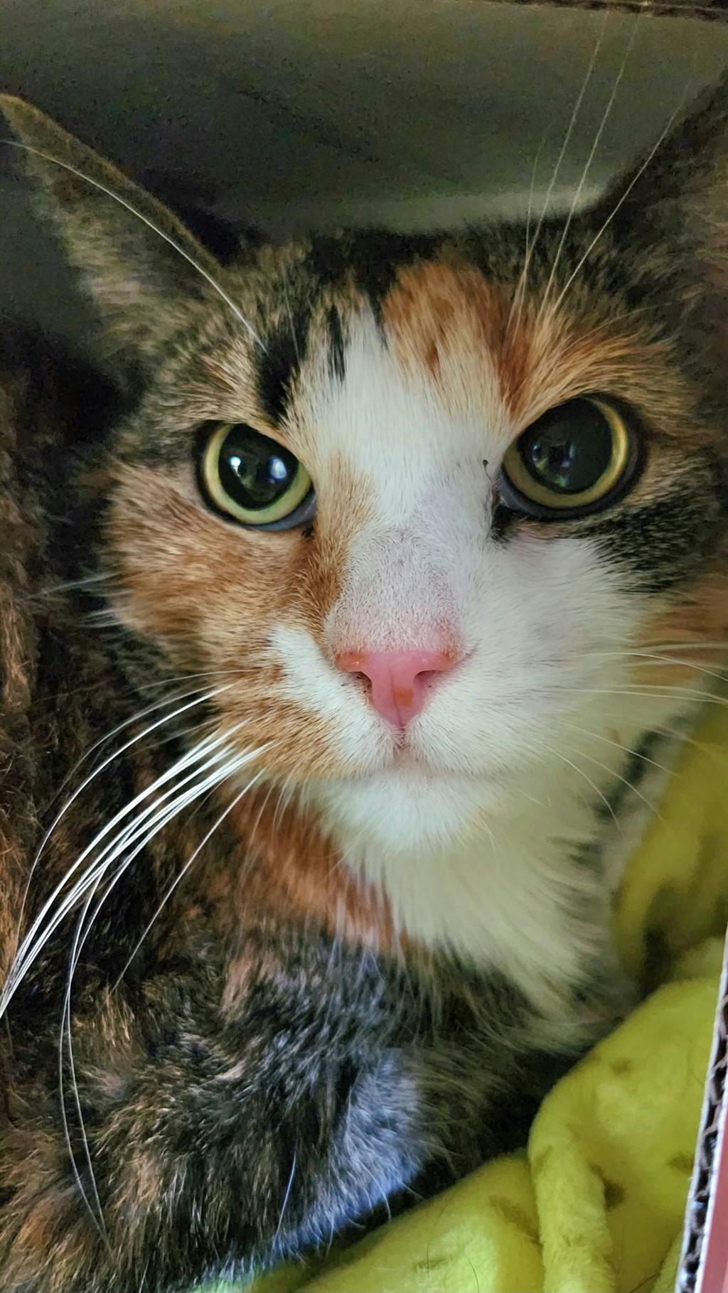 Star, a 7 years old Tortoiseshell Female Domestic Short Hair Cat