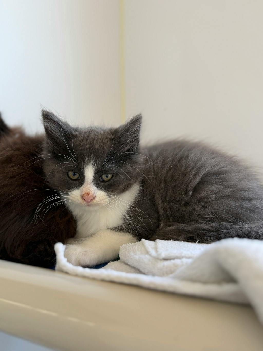 Gomez, a 9 weeks old Grey Male Domestic Longhair Kitten
