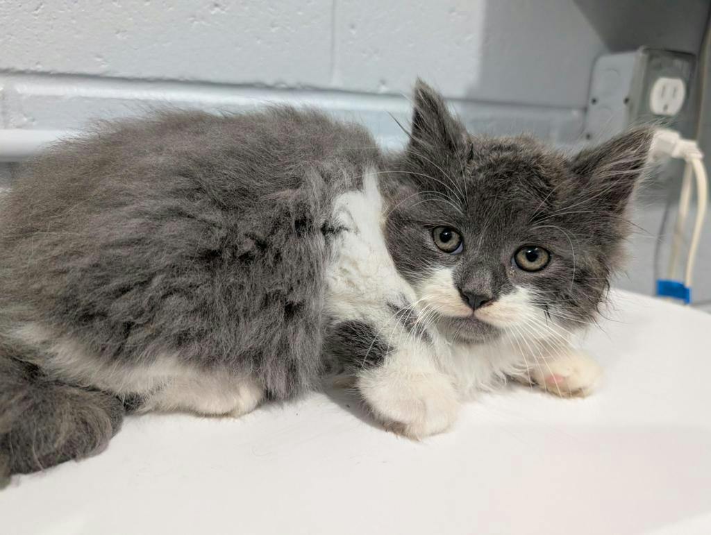 Fester, a 9 weeks old Grey Male Domestic Longhair Kitten