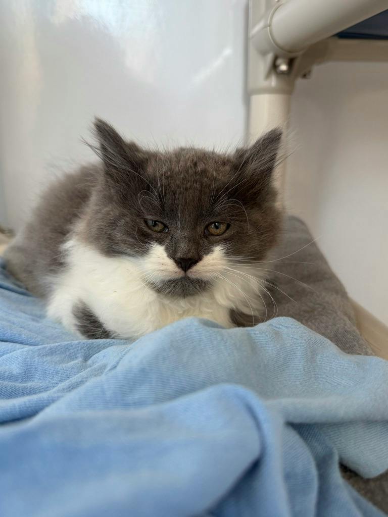 Fester, a 9 weeks old Grey Male Domestic Longhair Kitten