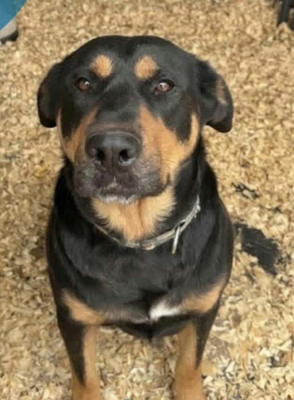 Harlequin, a 4 years old Brown Female Rottweiler Dog