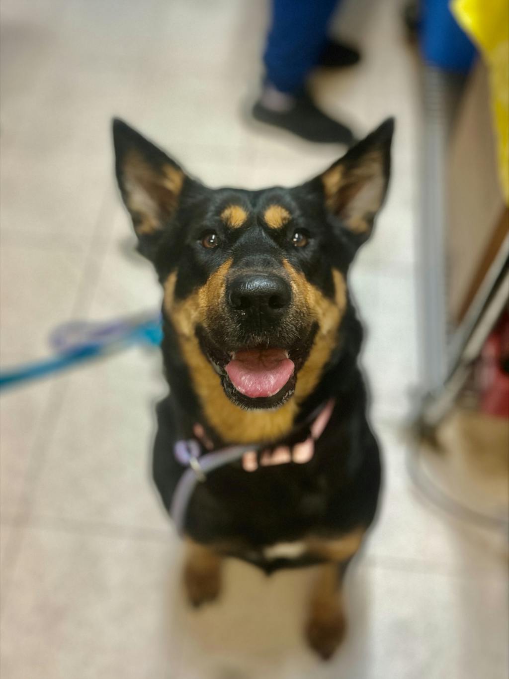 Harlequin, a 4 years old Brown Female Rottweiler Dog