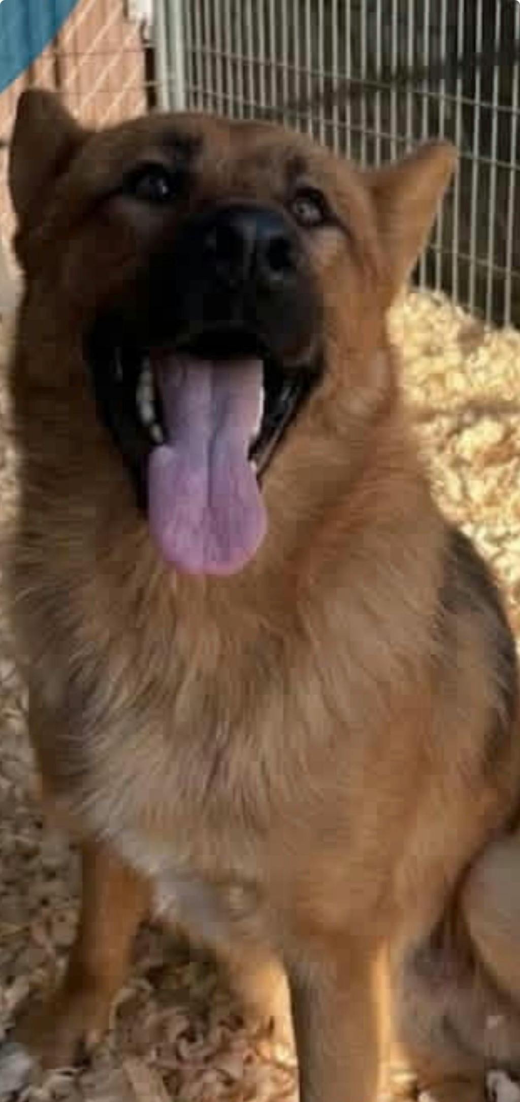 Joker, a 1 year and 5 months old Brown Male German Shepherd Dog