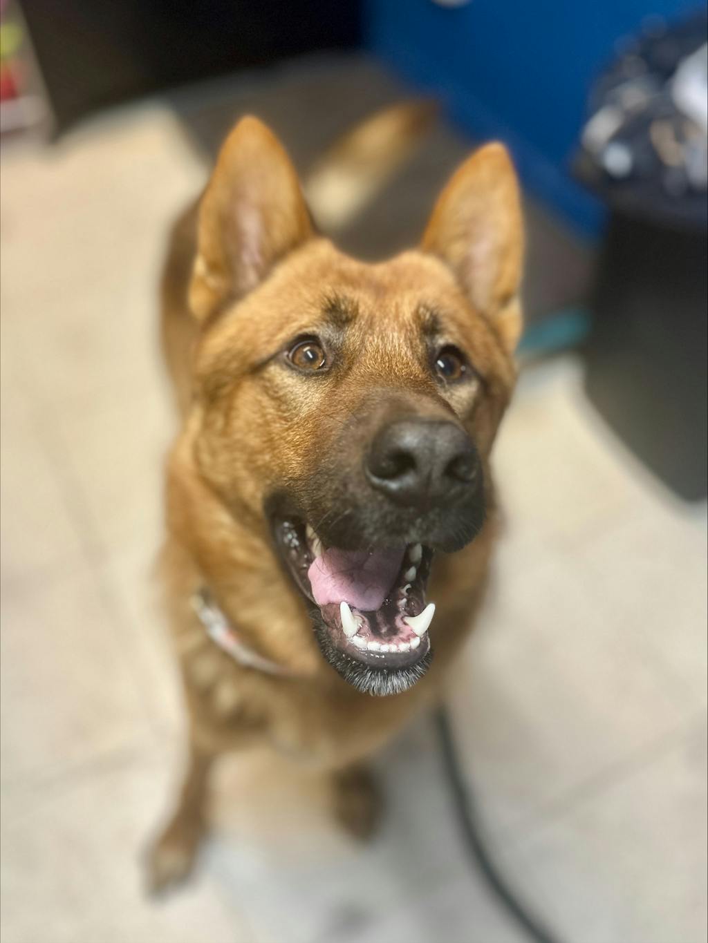 Joker, a 1 year and 5 months old Brown Male German Shepherd Dog