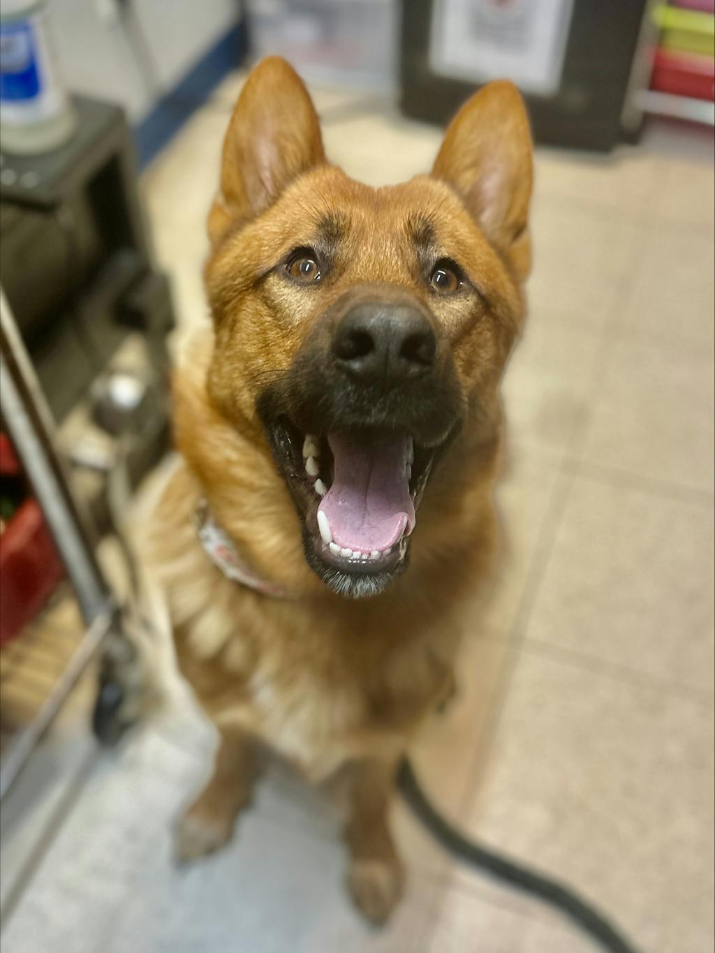 Joker, a 1 year and 5 months old Brown Male German Shepherd Dog