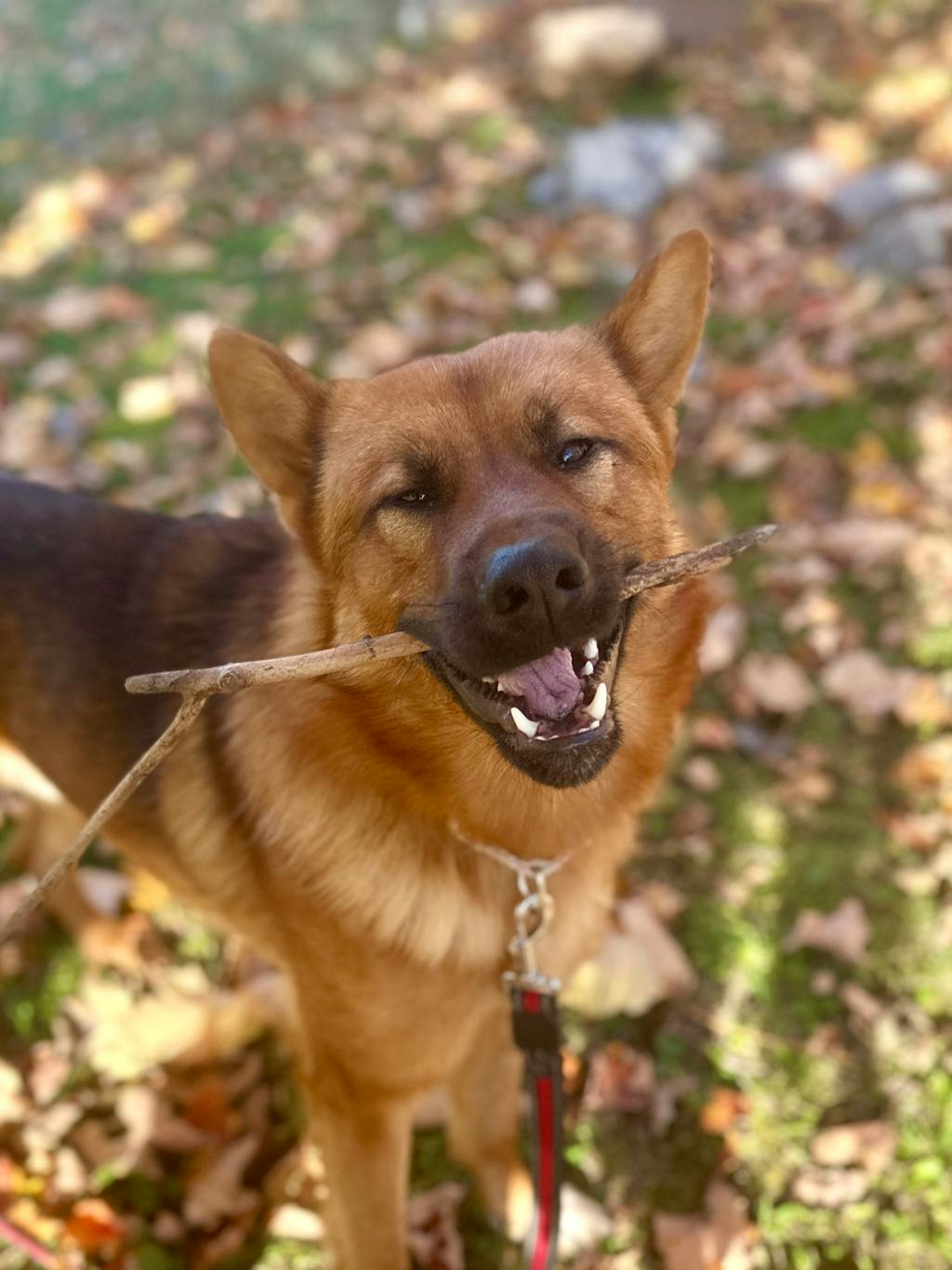 Joker, a 1 year and 5 months old Brown Male German Shepherd Dog
