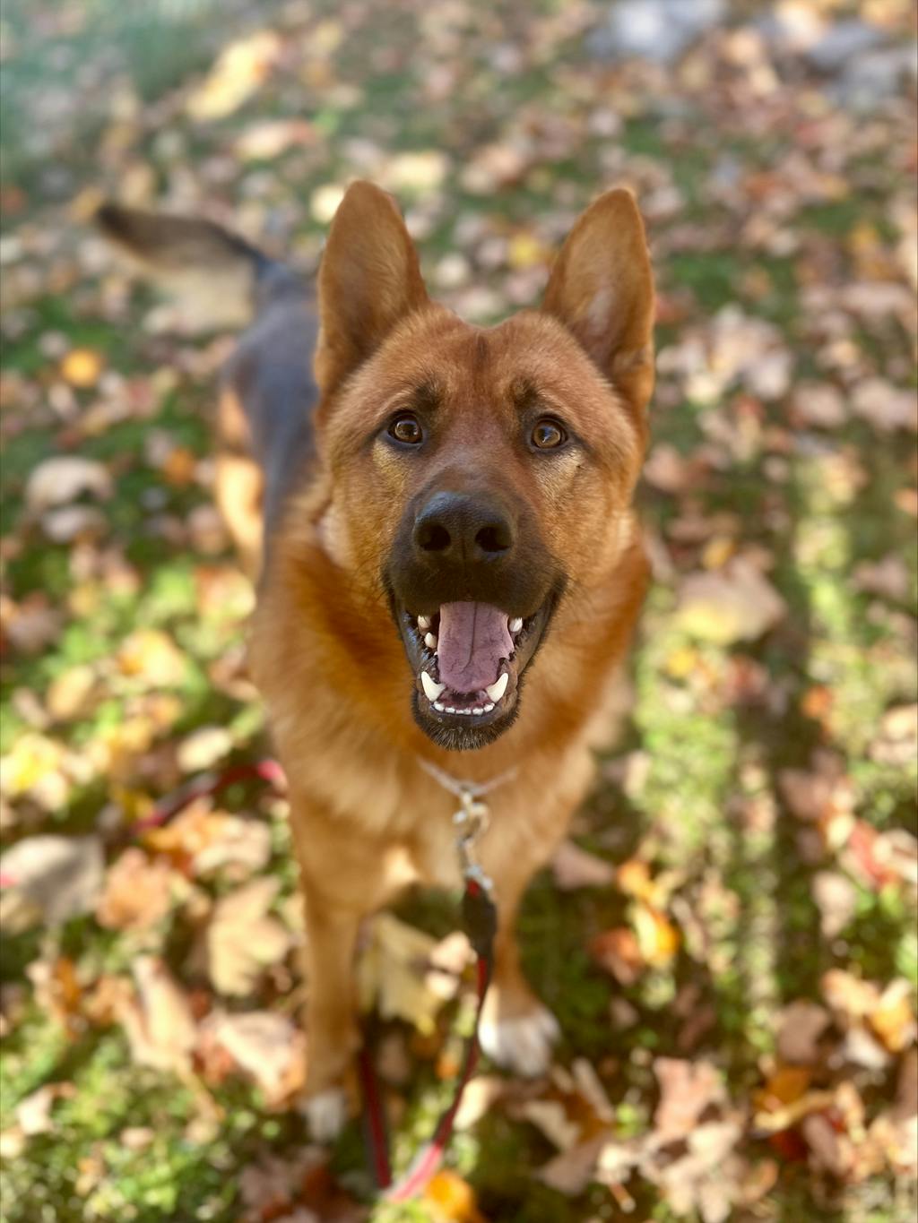 Joker, a 1 year and 5 months old Brown Male German Shepherd Dog