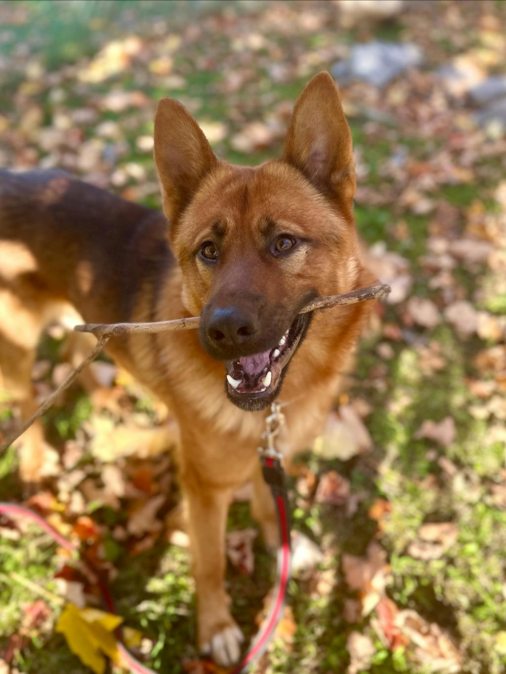 Joker, a 1 year and 5 months old Brown Male German Shepherd Dog