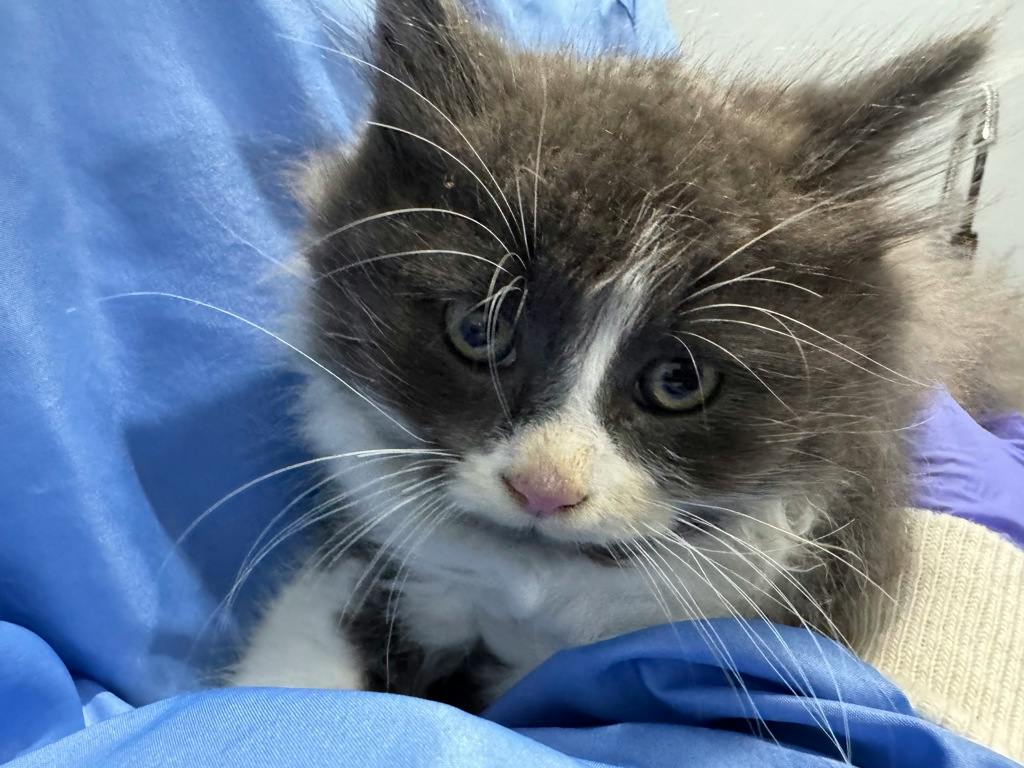 Cousin Itt, a 9 weeks old Grey Male Domestic Medium Hair Kitten