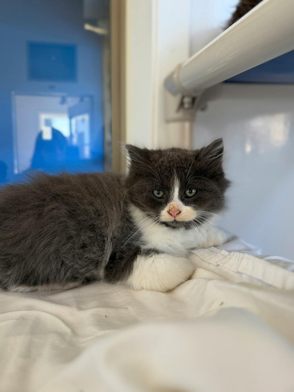 Cousin Itt, a 9 weeks old Grey Male Domestic Medium Hair Kitten