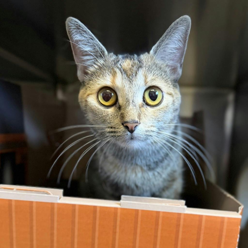 Rootbeer, a 10 months old Calico Female Domestic Short Hair Cat
