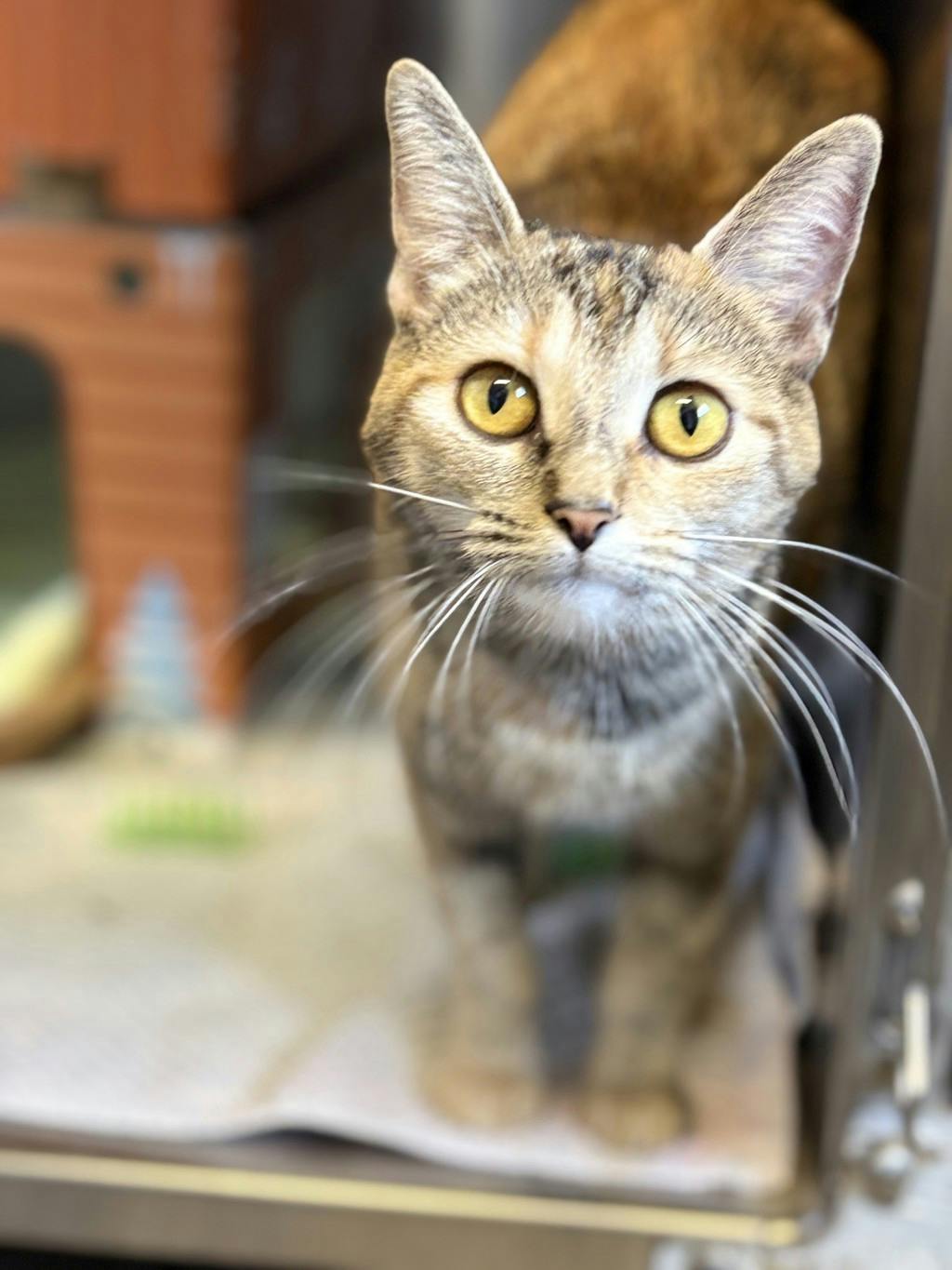 Rootbeer, a 10 months old Calico Female Domestic Short Hair Cat