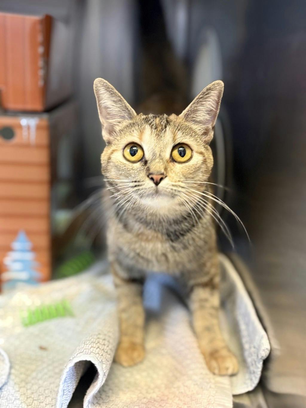Rootbeer, a 10 months old Calico Female Domestic Short Hair Cat