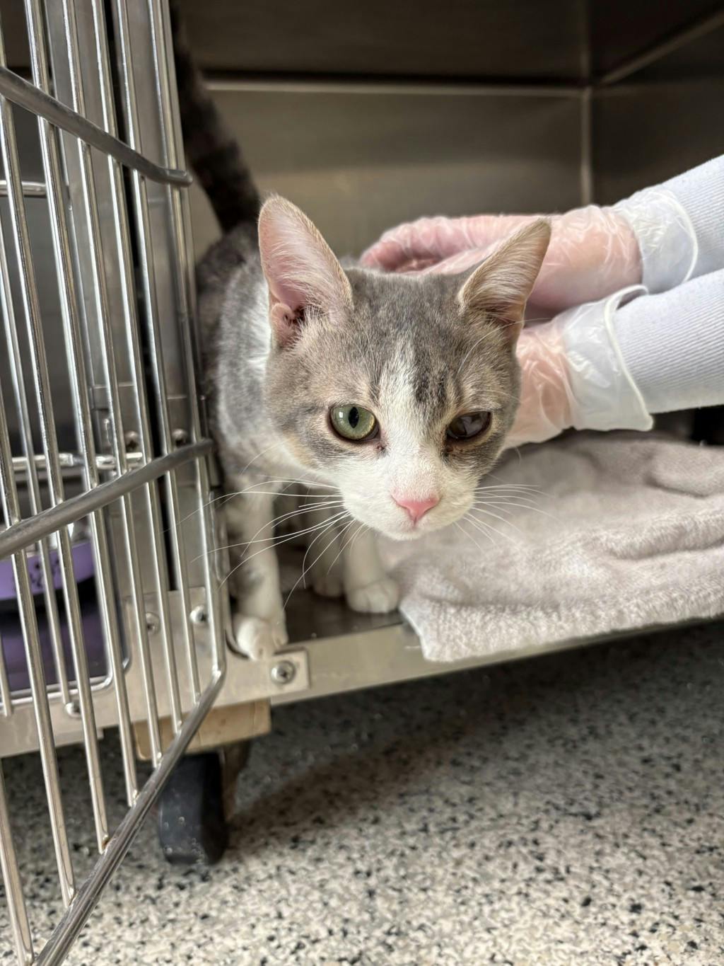 Latte, a 5 months old Grey Tabby Male Domestic Short Hair Cat