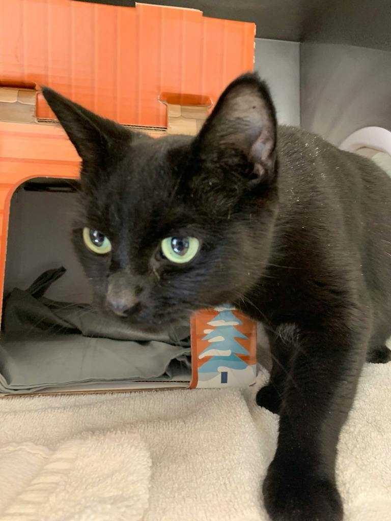 Smokey, a 7 years old Black Female Domestic Short Hair Cat