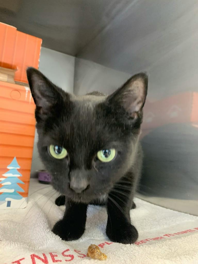 Smokey, a 7 years old Black Female Domestic Short Hair Cat