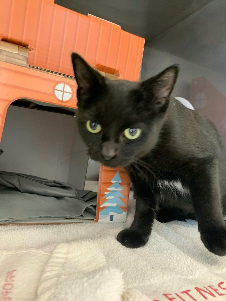 Smokey, a 7 years old Black Female Domestic Short Hair Cat