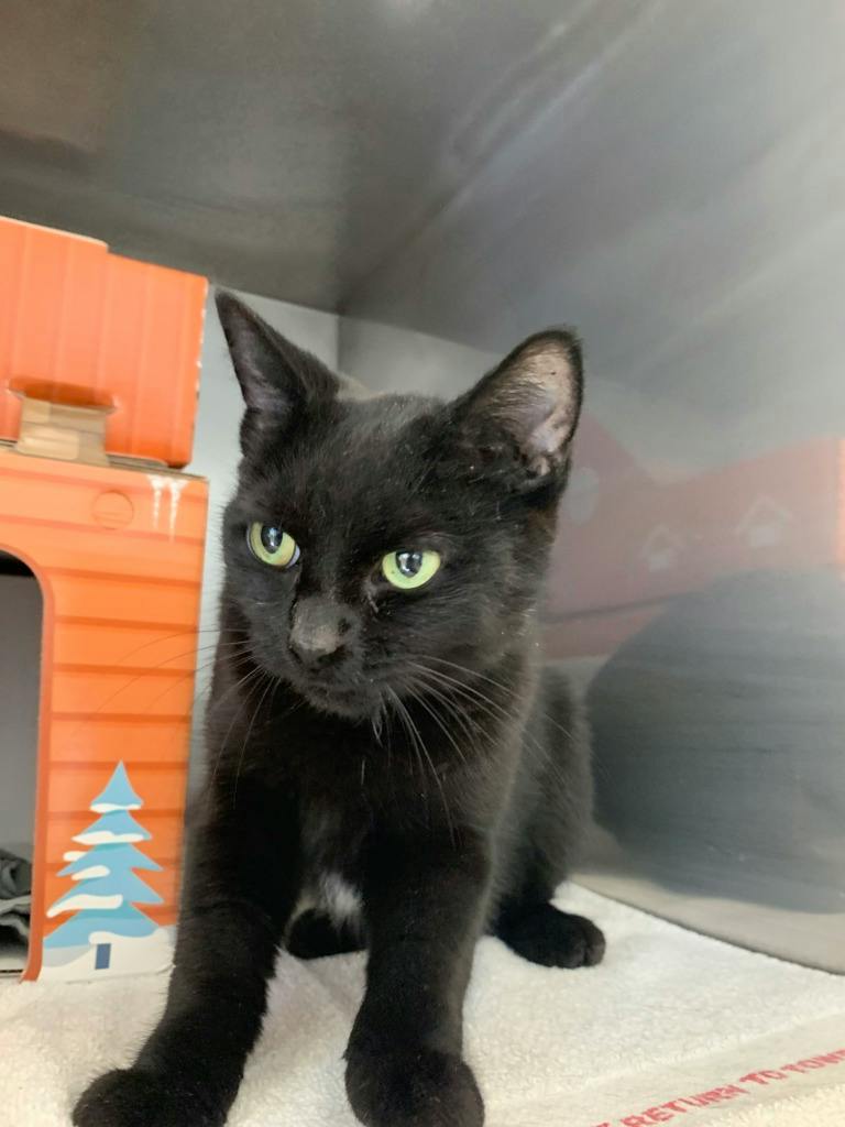 Smokey, a 7 years old Black Female Domestic Short Hair Cat