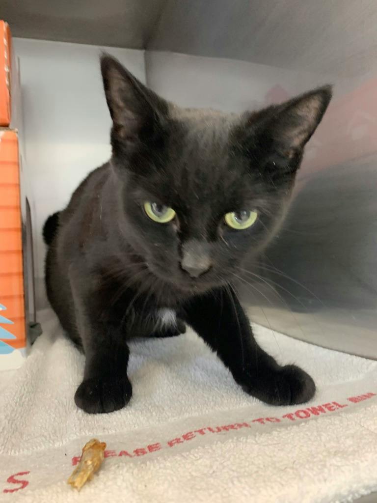 Smokey, a 7 years old Black Female Domestic Short Hair Cat