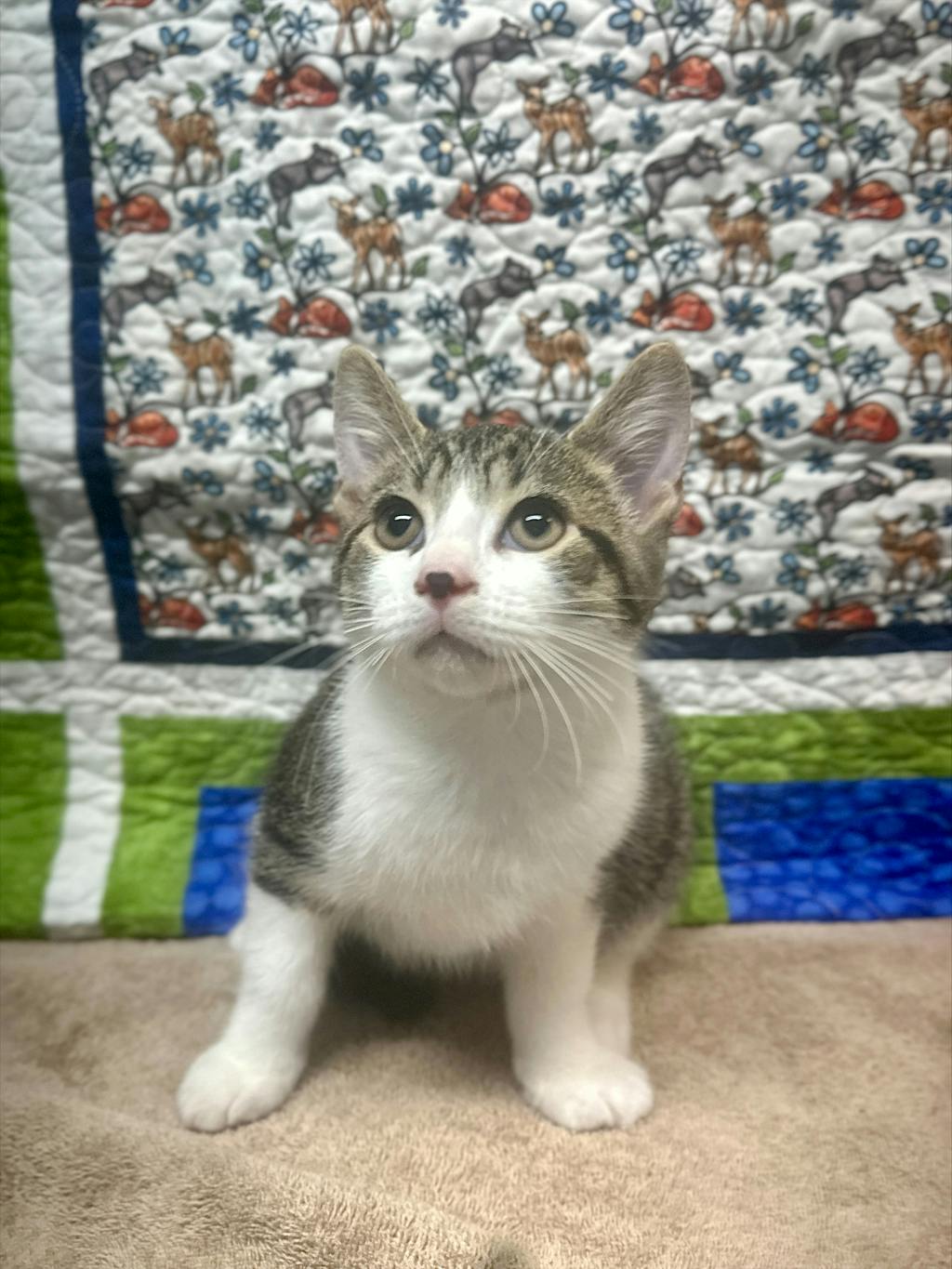 Bear, a 10 weeks old Brown Tabby Male Domestic Short Hair Kitten
