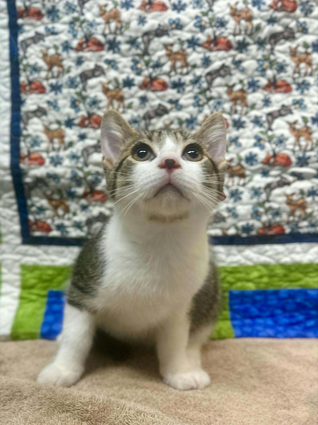 Bear, a 10 weeks old Brown Tabby Male Domestic Short Hair Kitten