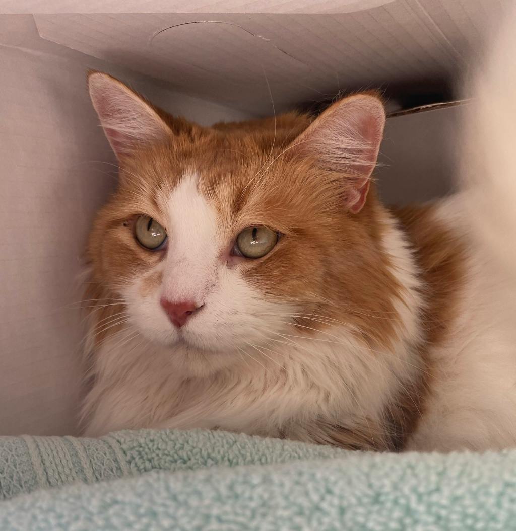 Snicks, a 6 years old Orange Male Domestic Longhair Cat