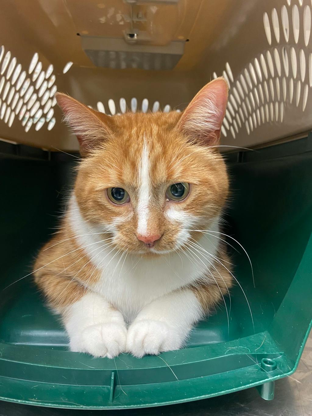 Mitts, a 6 years old Orange Male Domestic Short Hair Cat