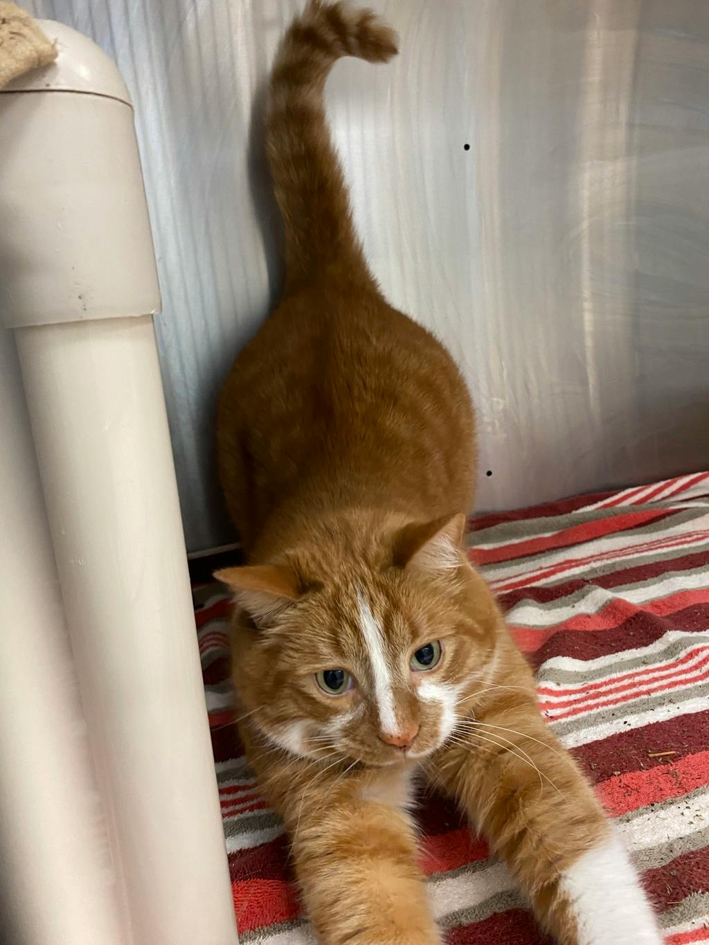 Mitts, a 6 years old Orange Male Domestic Short Hair Cat