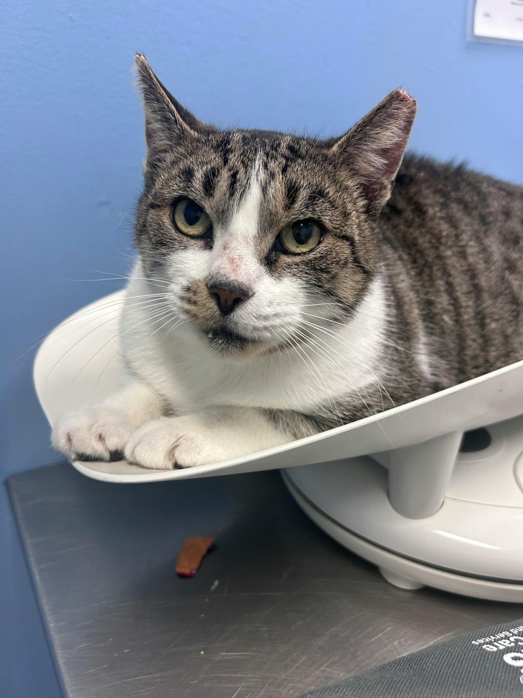 Bat, a 5 years old Brown Tabby Female Domestic Short Hair Cat