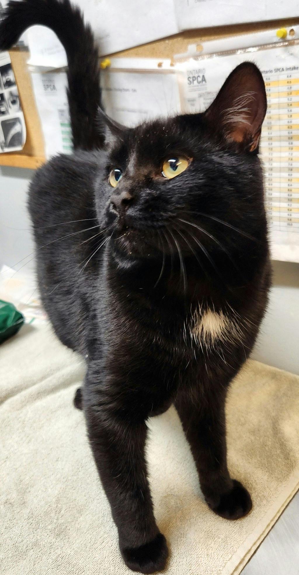 Alfredo, a 1 year old Black Male Domestic Short Hair Cat