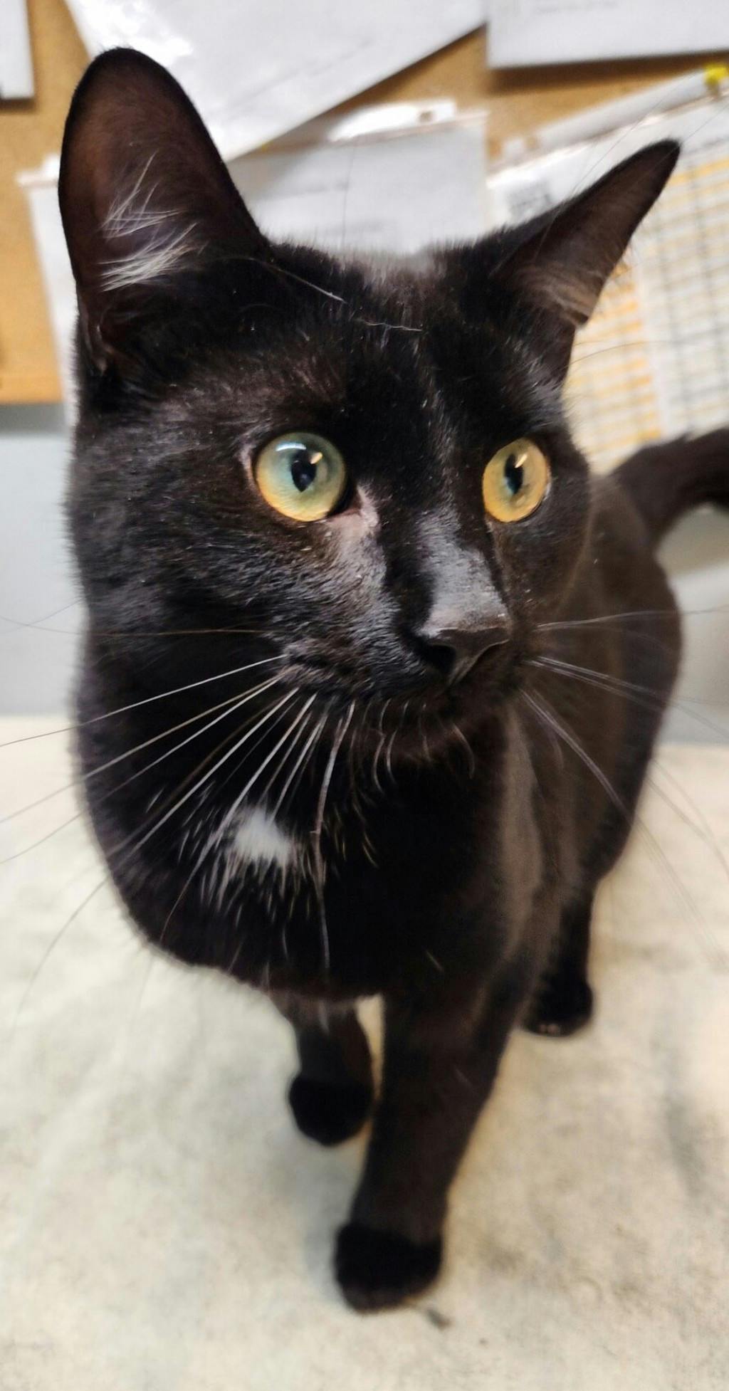 Fettuccine, a 1 year old Black Male Domestic Short Hair Cat