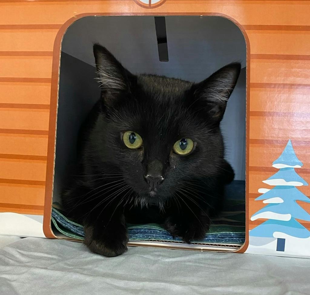 Cardi B, a 1 year and 2 months old Black Female Domestic Medium Hair Cat