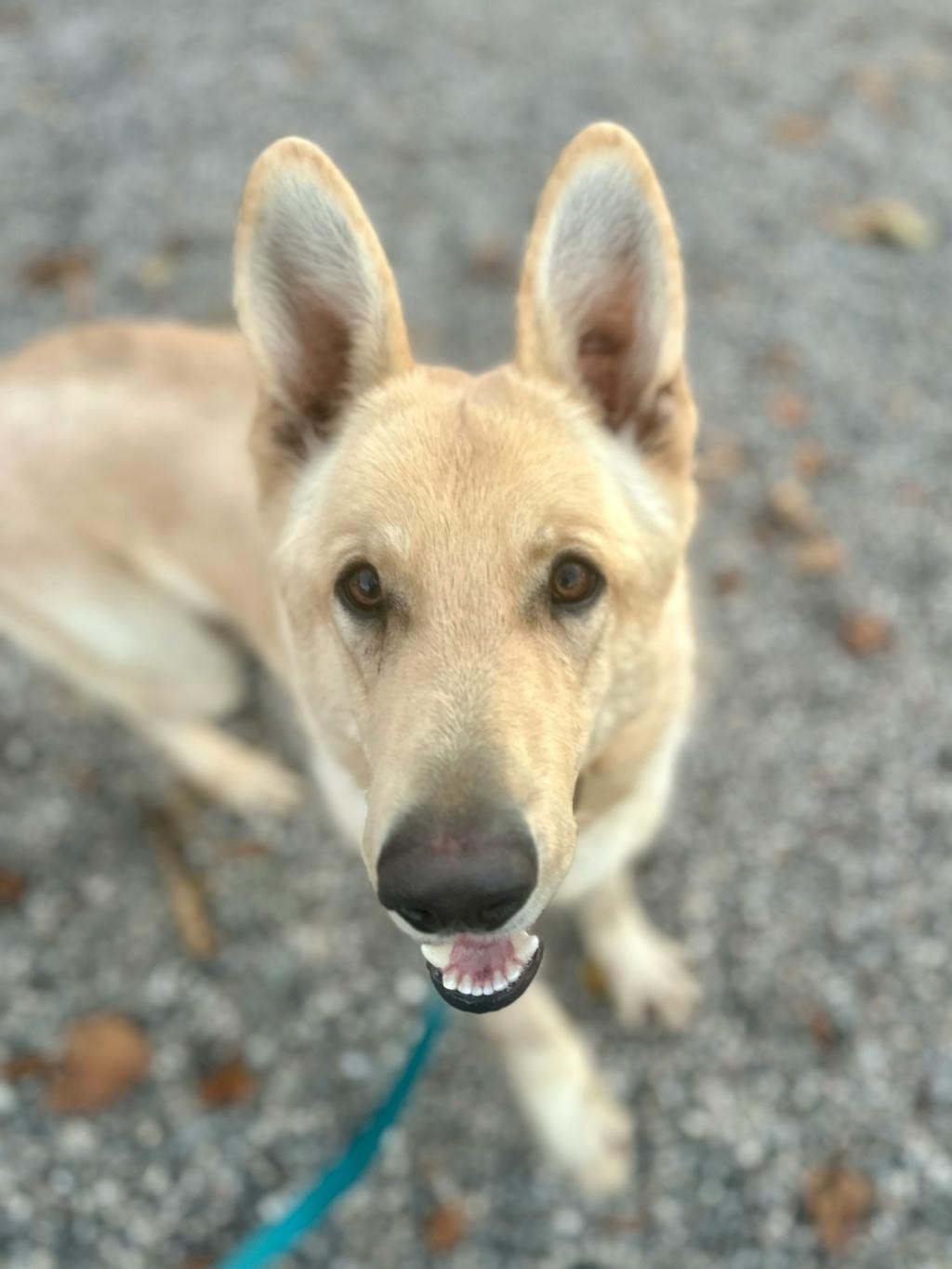 Peanut, a 1 year old Tan Male German Shepherd Dog