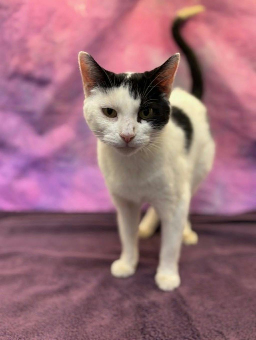Blair, a 1 year and 6 months old Black Female Domestic Short Hair Cat