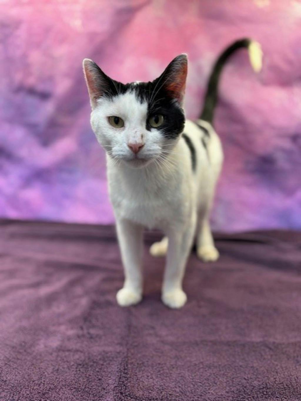 Blair, a 1 year and 6 months old Black Female Domestic Short Hair Cat