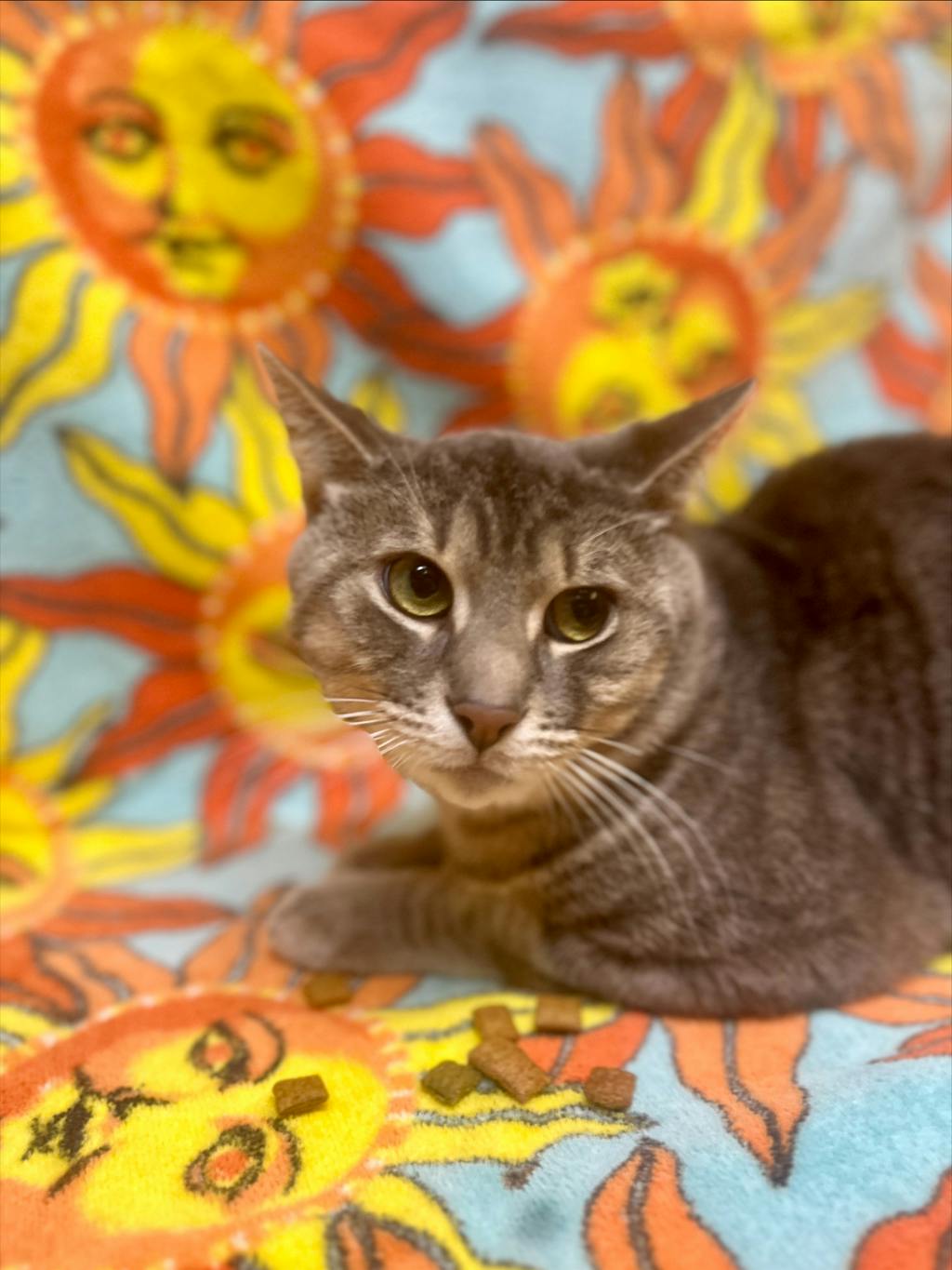 Moochie, a 1 year and 6 months old Grey Tabby Male Domestic Short Hair Cat