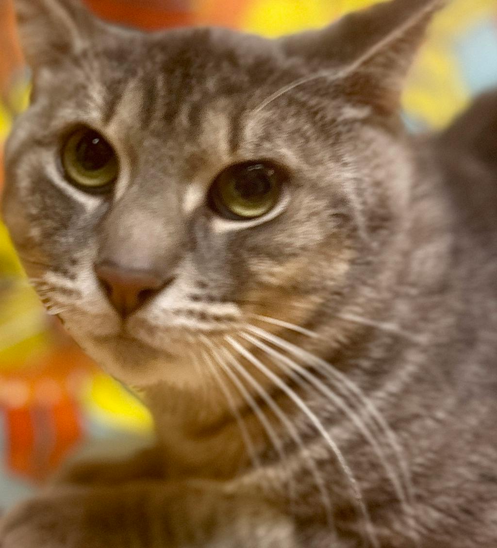 Moochie, a 1 year and 6 months old Grey Tabby Male Domestic Short Hair Cat